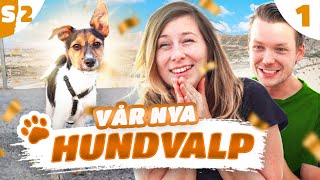 RÄDDAR HEMLÖS HUND I SPANIEN - IGEN | DEL 1 - S2