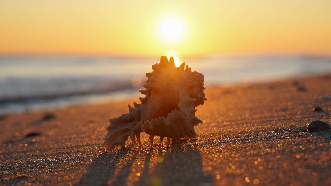 Amazing Shelling Day at Holden Beach (Full Cut)