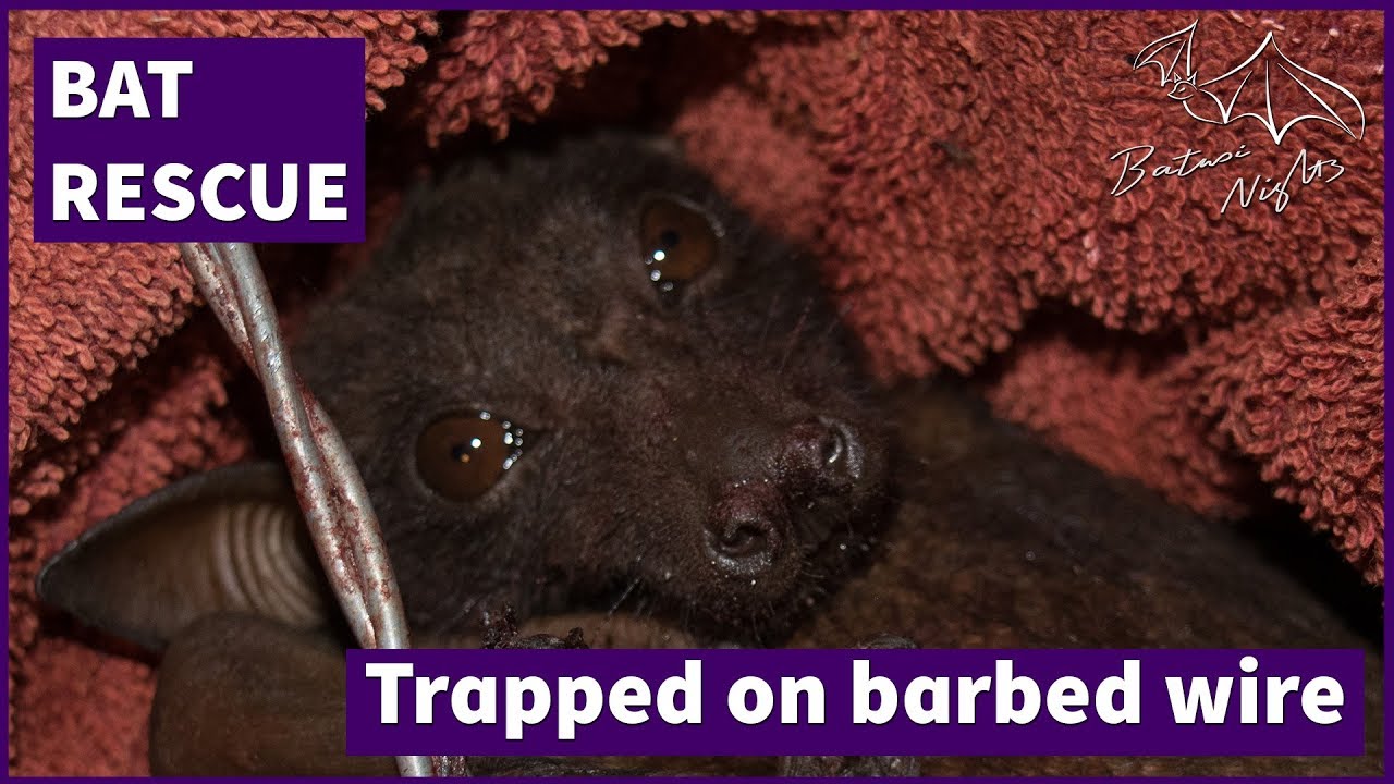 Little red flying fox severely injured on barbed wire. WARNING graphic