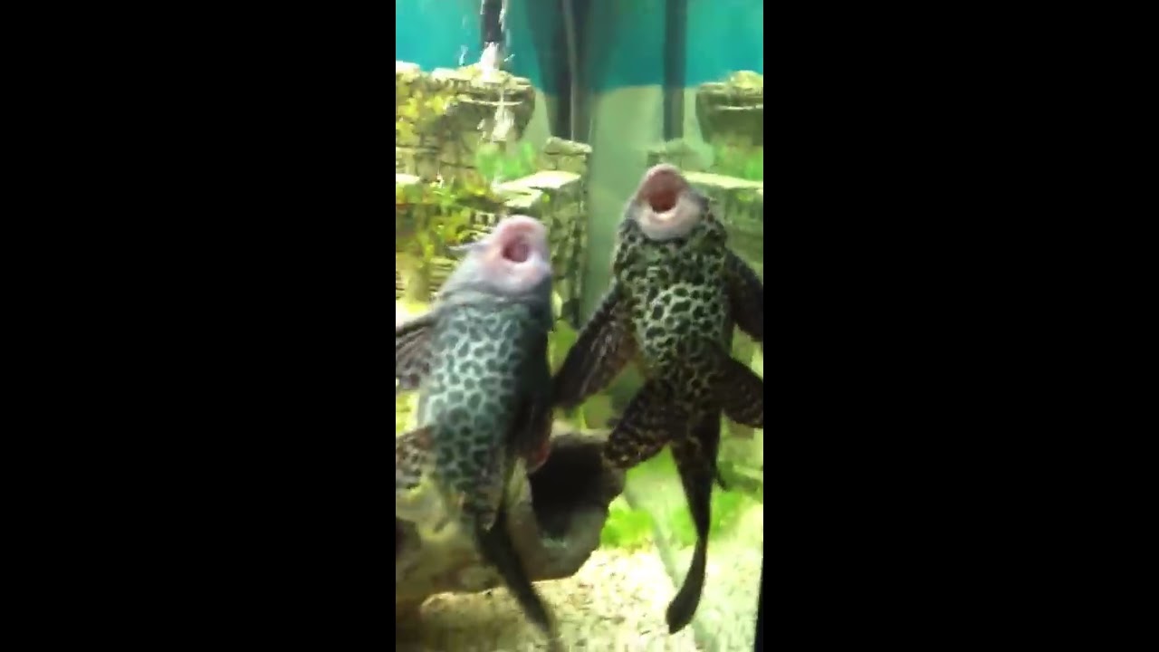 Plecostomus mating YouTube