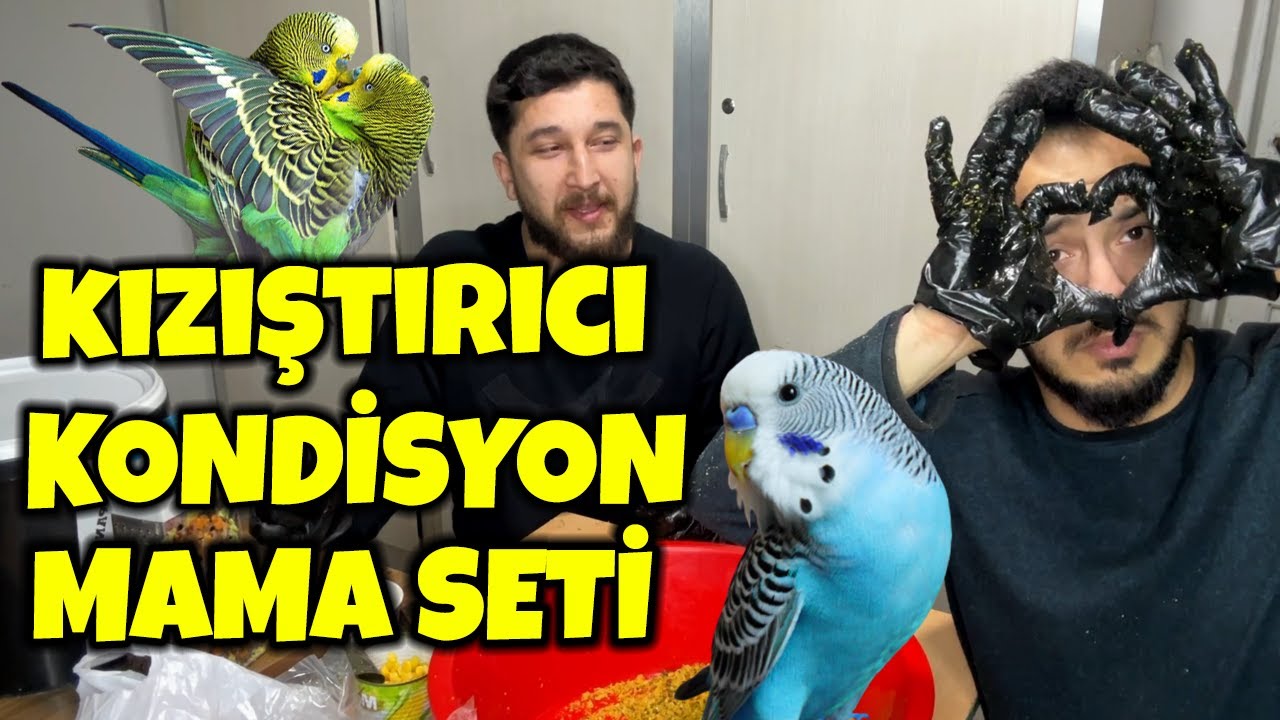 Muhabbetkuşu için Kızıştırıcı Mama Tarifi! İnanılmaz Sonuçlar :)