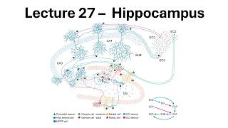 All About The Hippocampus - Part 1