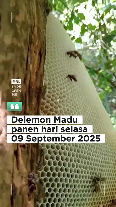 forest honey harvesting process 9 Sep 2025 #foresthoney #wildforesthoney #pureoriginalhoney #hone...