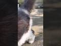 #けいきち #田舎暮らしの猫 #保護猫 #cat #shorts