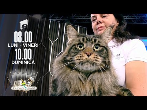 Video: Considerații De Primăvară Pentru Pisici