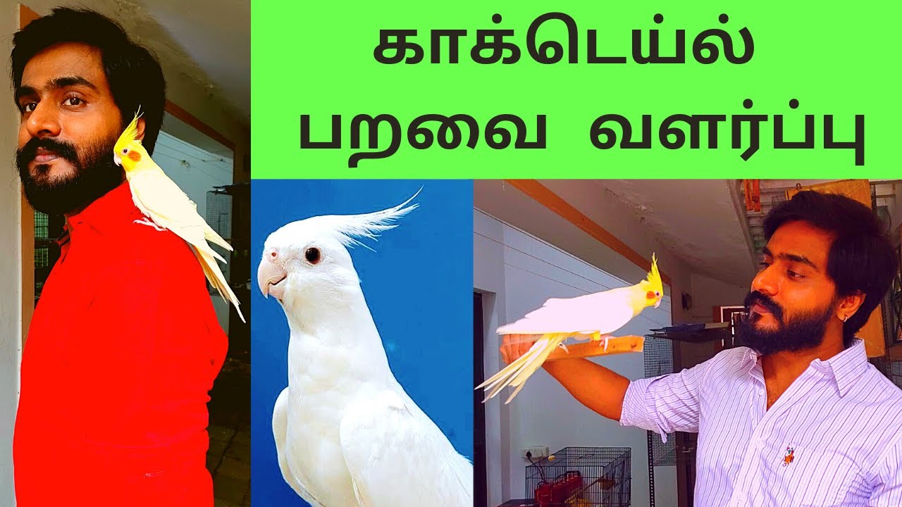 காக்டெய்ல்  பறவை வளர்ப்பு -  ஒரு அழகிய செல்லப்பிராணி | COCKATIEL BIRD - ALL ABOUT THEM | TAMIL 2021