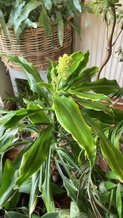 16+ Fortune Plant Flower