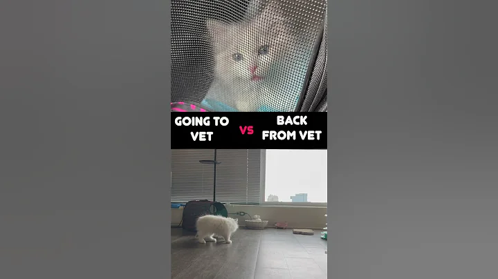 Watch the video about How did she know? First vet visit #kittens #ragdolls #vet