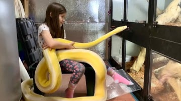 8 year old Retic wrangling.  Reticulated Python wraps up my foot.