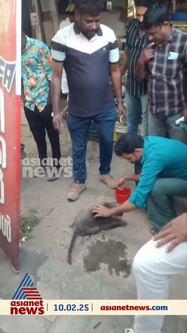 വയനാട് പനമരത്ത് ഷോക്കേറ്റ് വീണ കുരങ്ങന് രക്ഷകരായി നാട്ടുകാർ