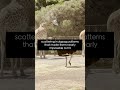 The Great Emu War: Australia lost to birds (1932)