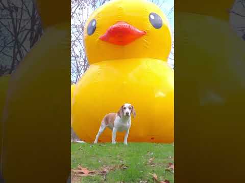 Puppy Saved by GIANT Rubber Duck! #puppy #dog #funny #rubberduck #shorts