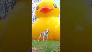Puppy Saved by GIANT Rubber Duck! #puppy #dog #funny #rubberduck #shorts