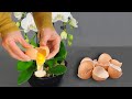 EggShell 🥚 Best fertilizer for orchids to bloom | iKnow