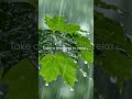 Gentle Rainfall for Deep Focus and Better Sleep #rainsounds #studymusic #meditationmusic