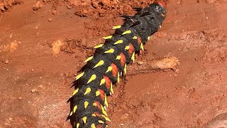 Cabbage Tree Emperor Moth - Bunaea alcinoe