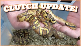 Celebrity Clutch Update! Freeway Clown, Super Asphalt Clown And G-Stripe Dreamsicle Net Worth