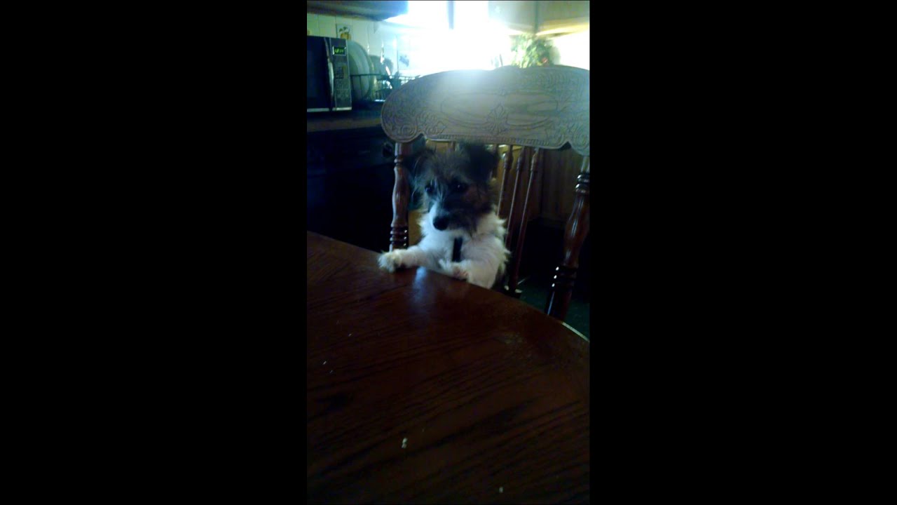 Bailey says grace. - YouTube