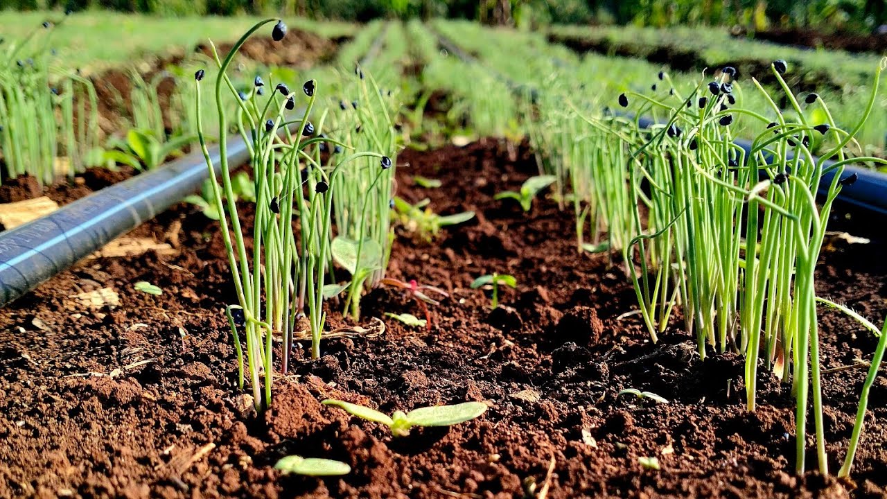 The Secret to Perfect Bulb Onion Germination: Raised Beds & Proper ...