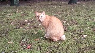公園でチャトラ野良猫に着いていったら大きな強面の黒猫に出会いました。