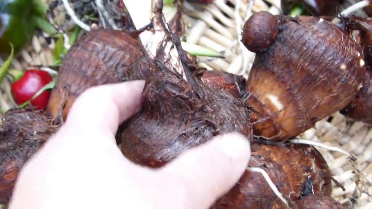 Taro Root/Gabi Fall Harvest YouTube