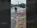 Deptford Township police chase pig #newjersey  #deptford  #pigs  #pig