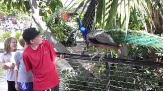 Peacock Attack at San Diego Zoo