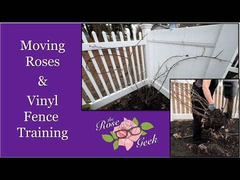 Wideo: Róże na płotach - jak hodować róże na płocie