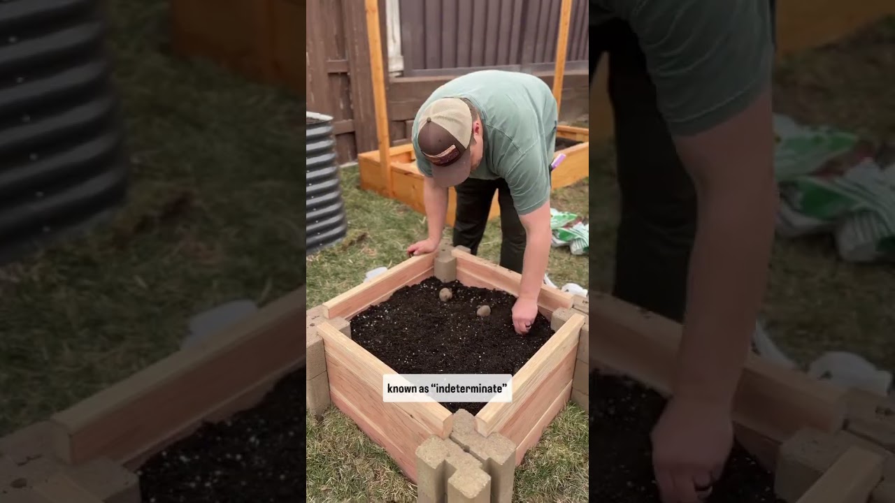 Разоблачение картофельного ящика