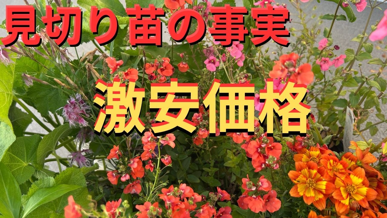 値下げ 植物 最終値下げ】手作植木鉢 陶器鉢 塊根植物 アガべ Lサイズ A-