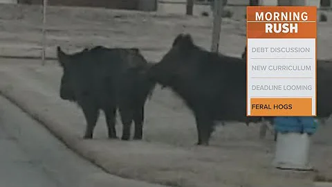 Feral hogs destroying yards in North Texas