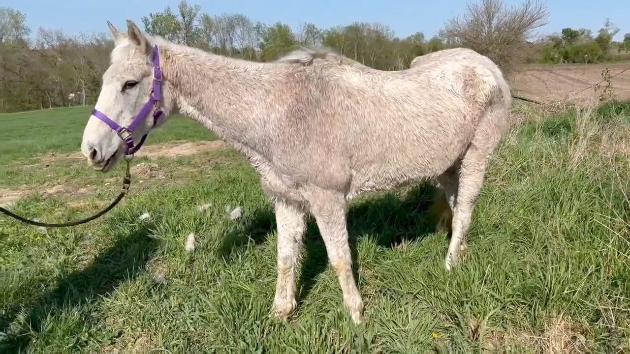 Rescue Horse Rehab-Vesemir - YouTube