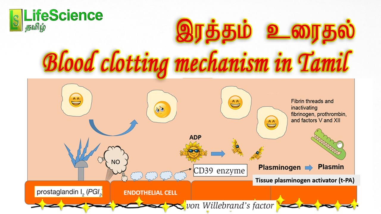 Blood Clotting Mechanism In Tamil LIFESCIENCE TAMIL TRB ZOOLOGY 