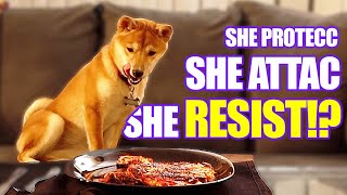 Leaving My Shiba Inu Puppy Alone with JUICY STEAK!