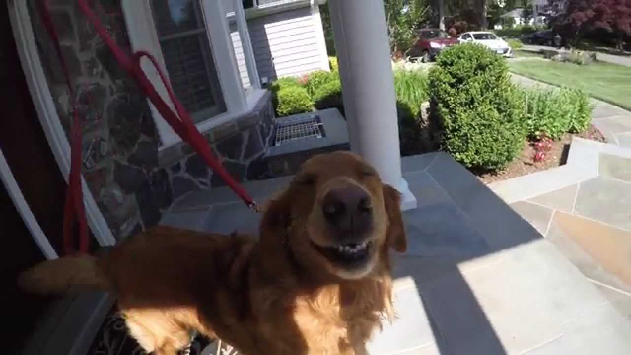 puppy paradise A Walk with Murphy GoPro HD