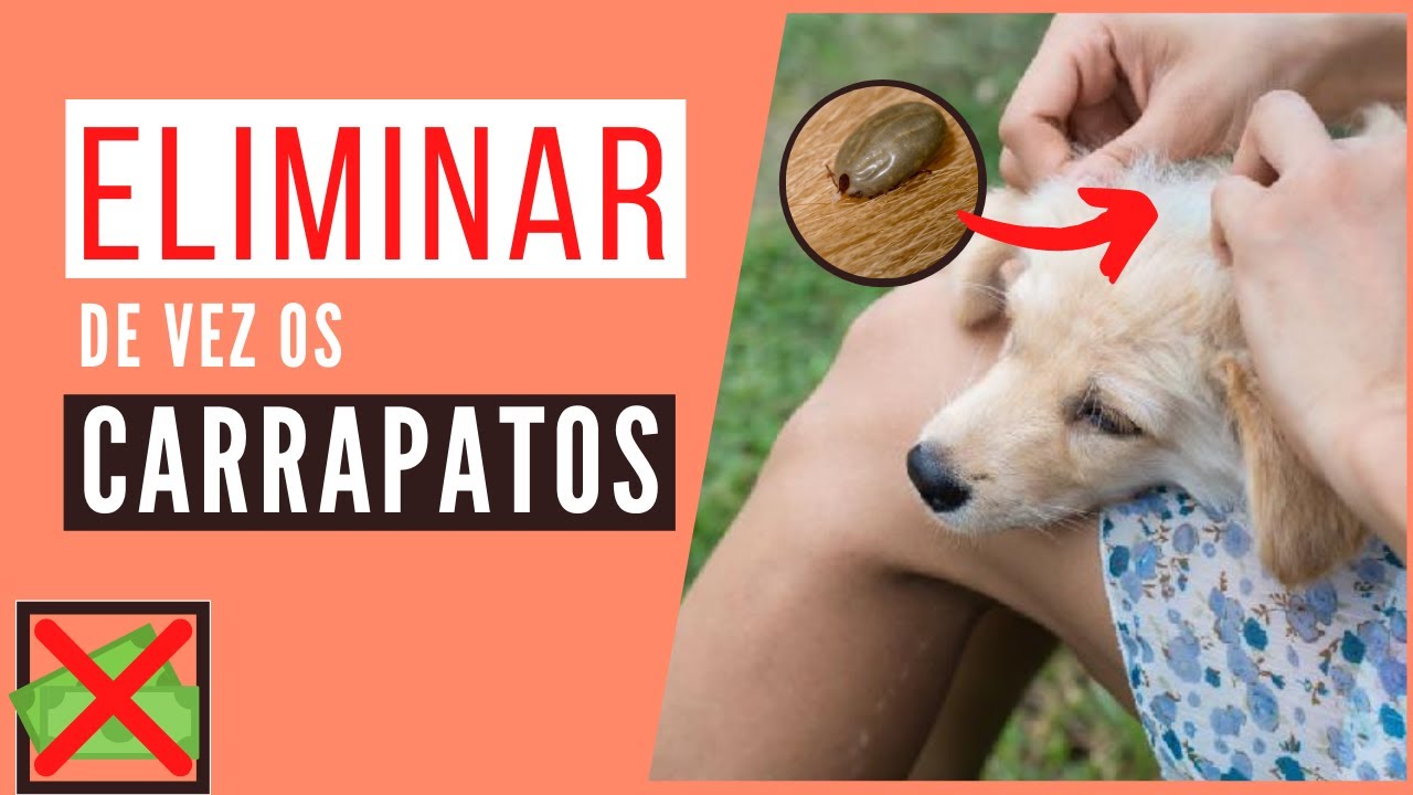 Cachorro com Carrapato: Como Acabar com os CARRAPATOS do Cachorro ...