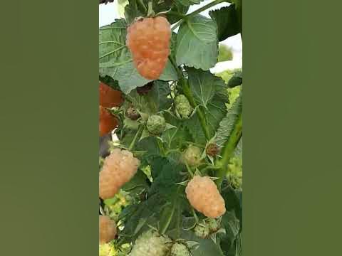 Ремонтантная малина Оранжевое чудо. - YouTube