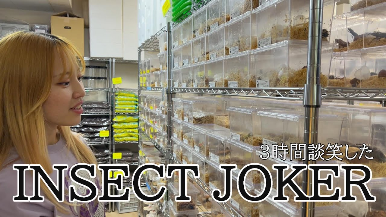 横浜市の昆虫ショップで出会ったカブクワに心奪われ過ぎた女【INSECT JOKER】