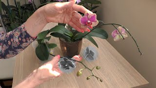 видео: Орхидеи - СЛИШКОМ ЧАСТО ПЕРЕСОРТ! Разочаровалась! картинка: Орхидеи - СЛИШКОМ ЧАСТО ПЕРЕСОРТ! Разочаровалась!