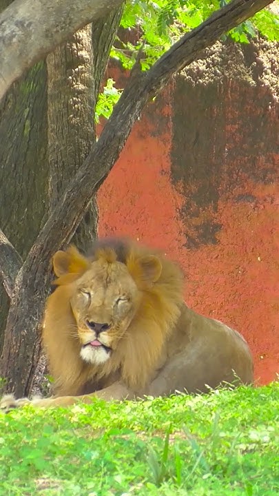Biggest Lion Ever - YouTube