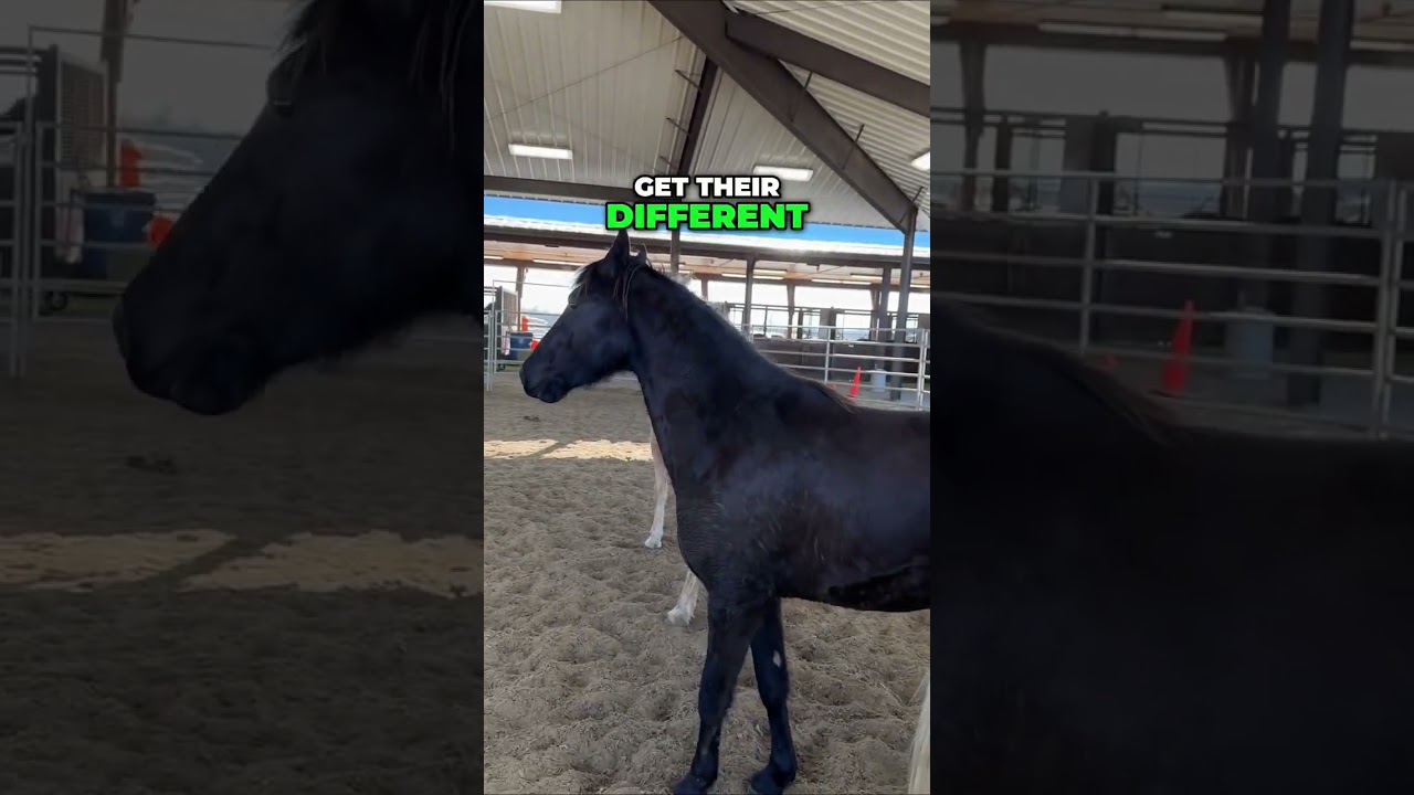 Understanding Horse Behavior: Personal Space in Action