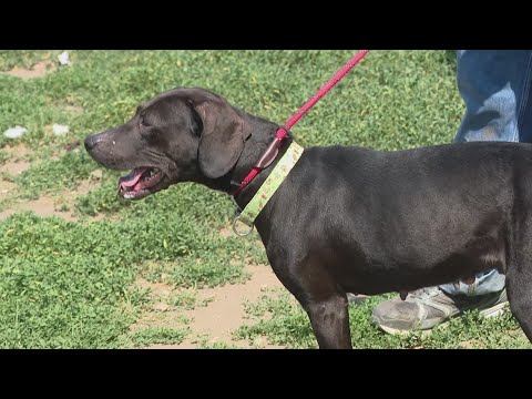 Paws For Thought Humane Society Crawfordsville Indianas Call To Action For Animal Welfare