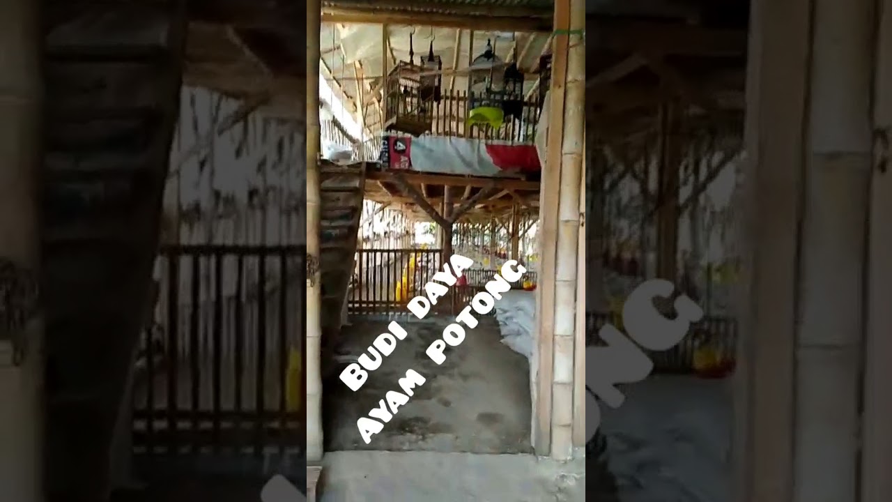 Belajar ternak ayam potong Gaes.. 