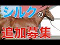 【超良血】シルクの追加募集馬を考察！新規入会に回ってくる馬はいるか。【一口馬主】