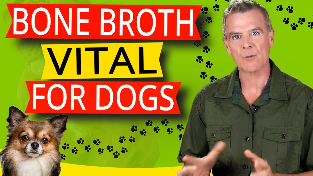 Bone Broth Benefits For Dogs (13 Amazing Health Benefits Dogs Love