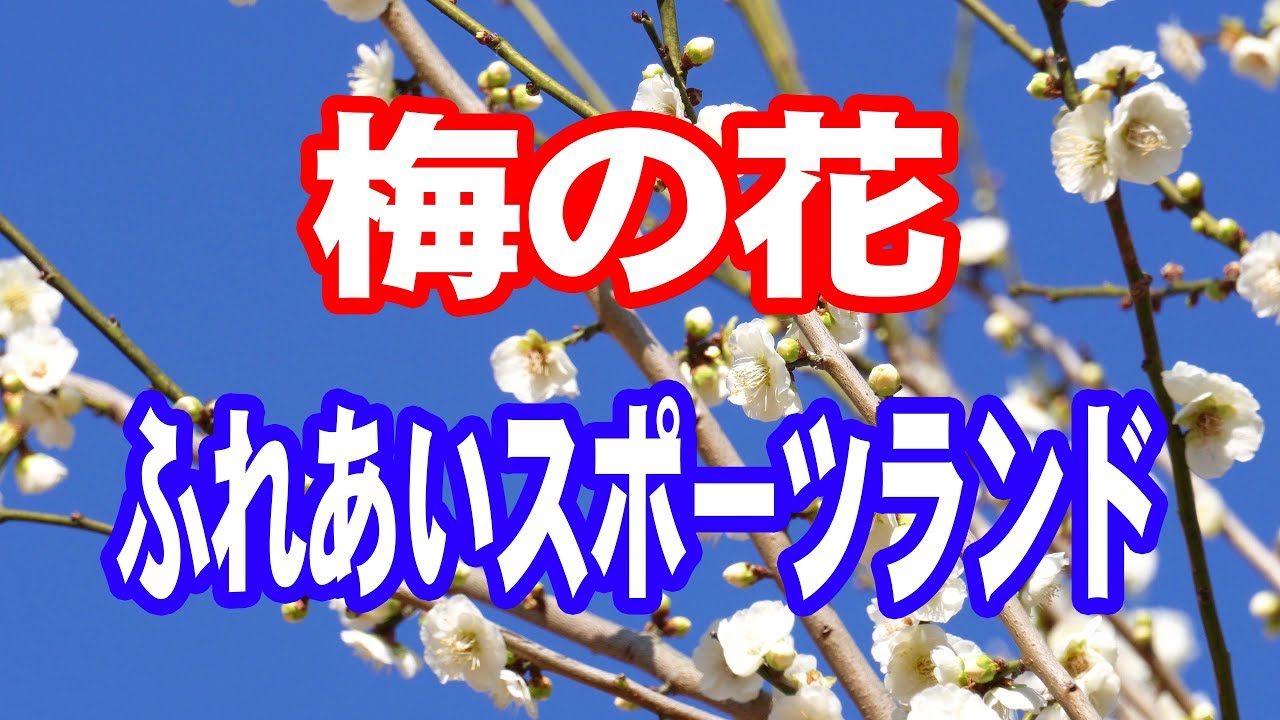 梅の花 鹿児島ふれあいスポーツランド