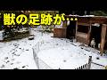 大雪の朝、鶏小屋の周りに獣の足跡が… 363話目