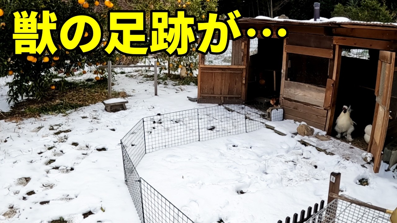 大雪の朝、鶏小屋の周りに獣の足跡が… 363話目