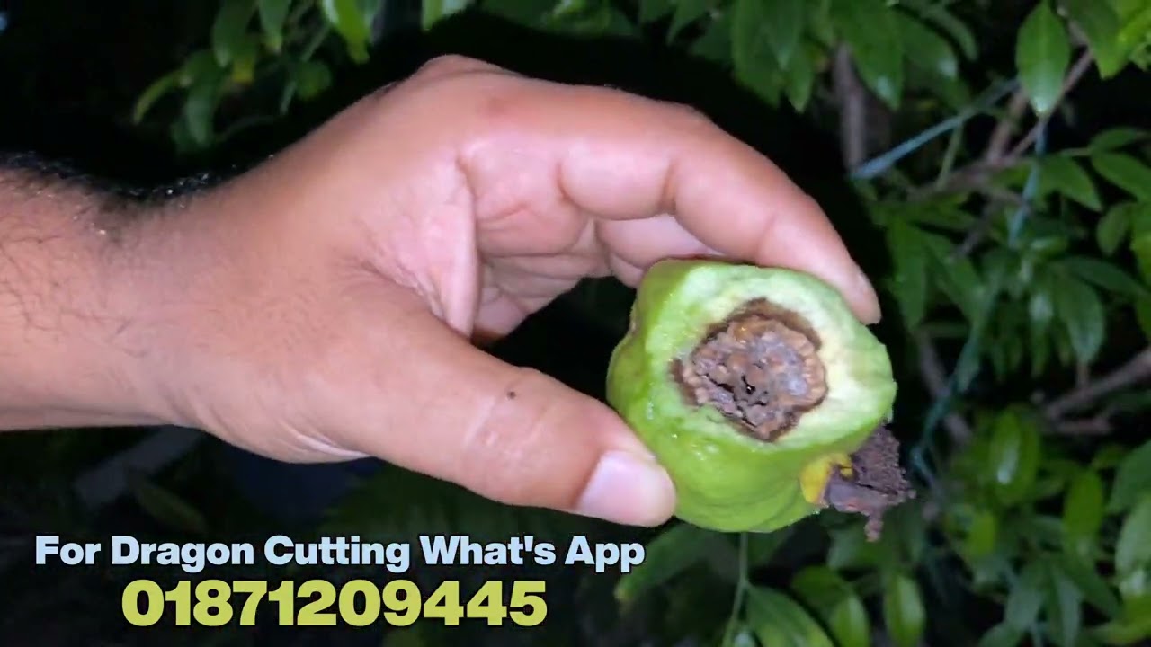 Dragon Cutting Tree
