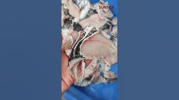 Snakehead fish slicing machine